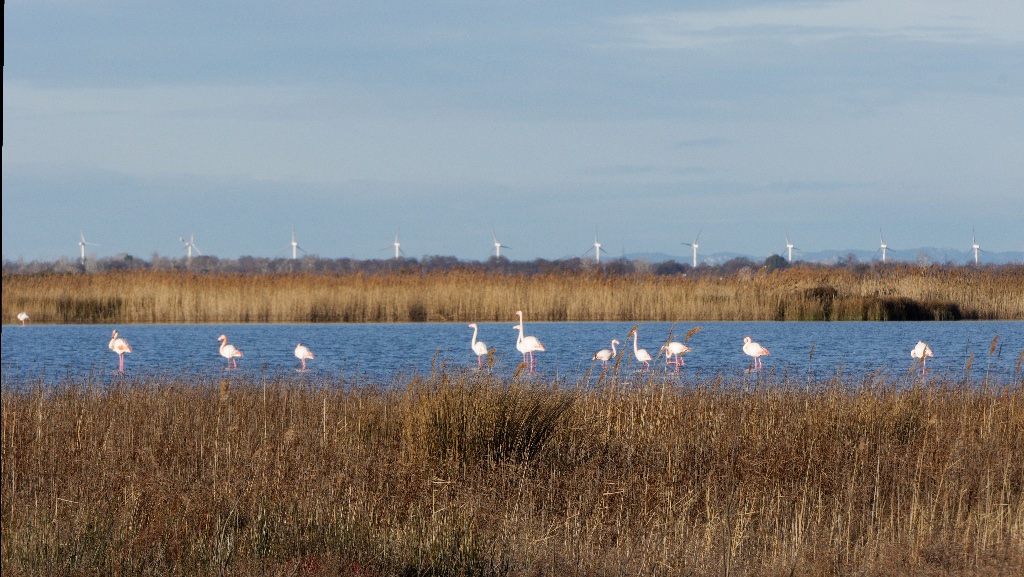 Flamants roses
