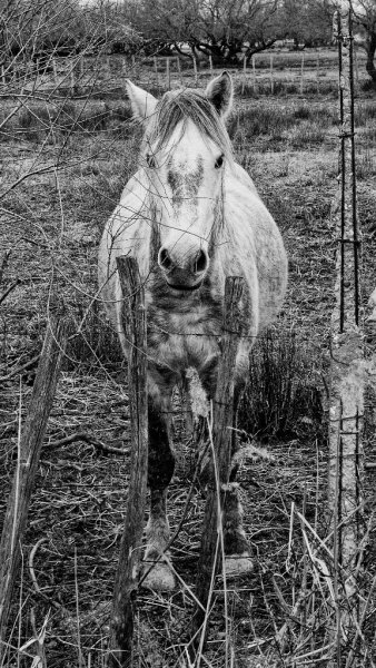Cheval
