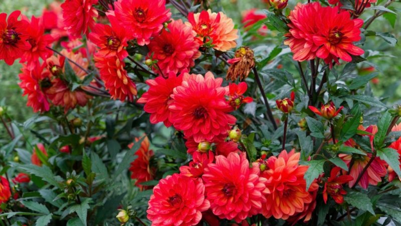 Bouquet de fleurs