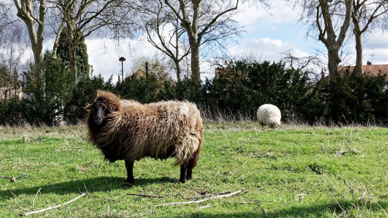 Moutons