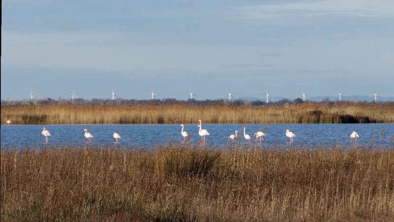 Flamants roses